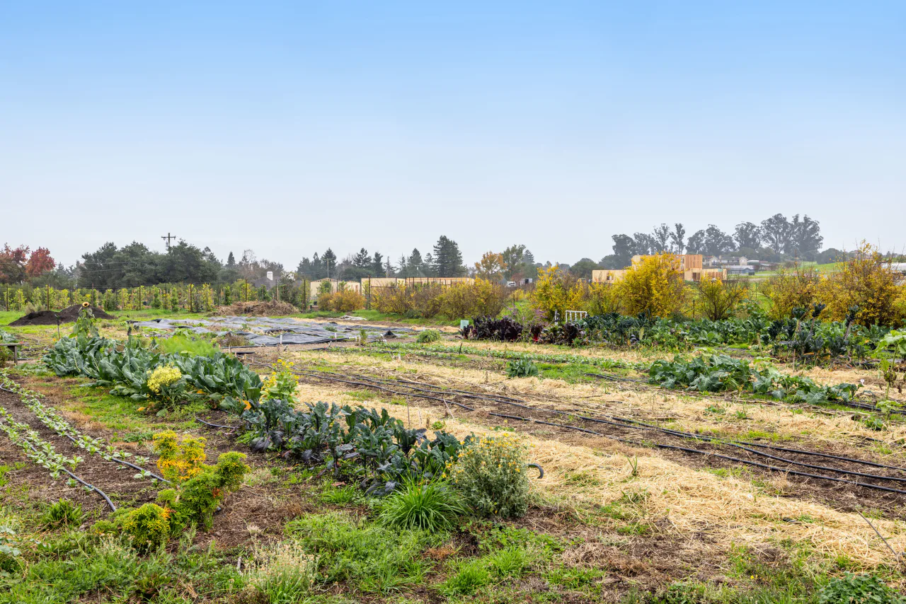 Planted rows on a Lohrman Lane farm property