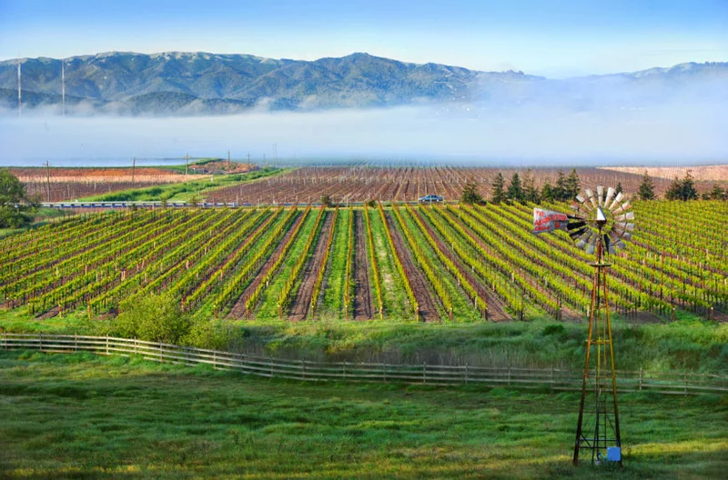 Vineyard rows, a windmill and low fog in Sonoma County