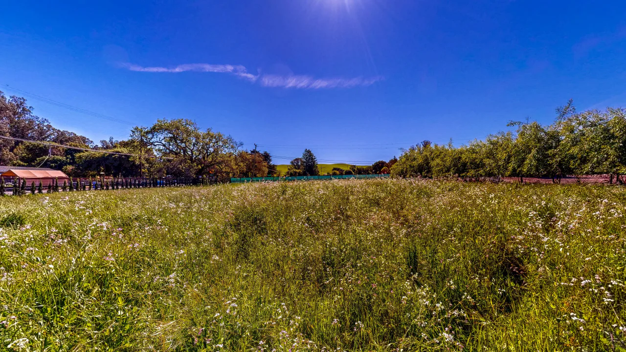 Country property and open meadow